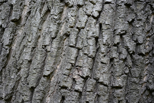 oak tree