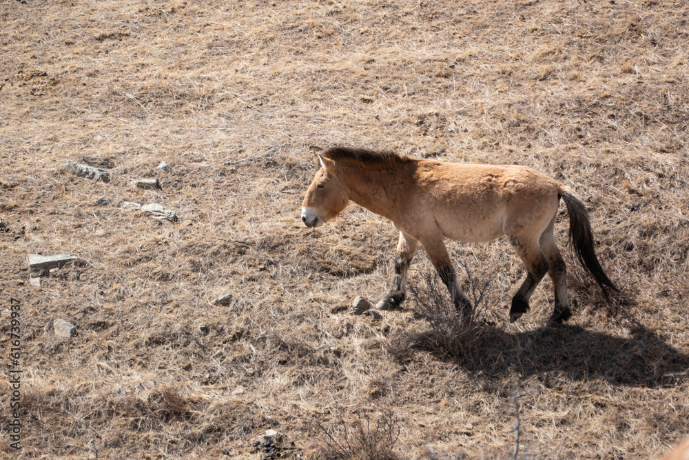 Fototapeta premium Przewalski horses are roaming free in Hustai National Park, Mongolia