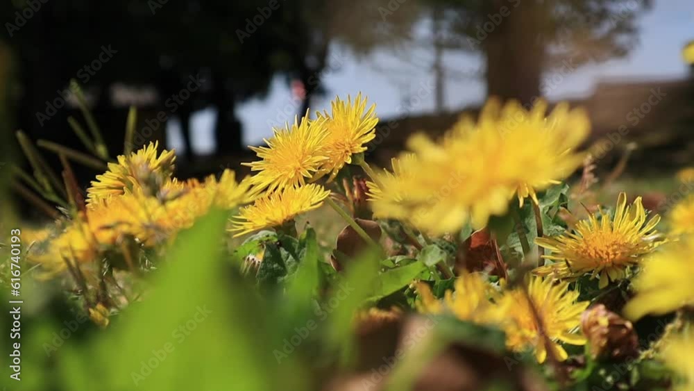 沢山咲いている可愛い黄色のたんぽぽ畑 Stock Video Adobe Stock