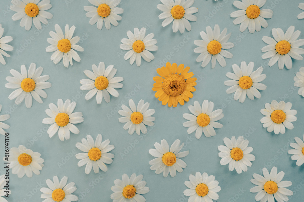 Natural floral daisies  pattern. Flat lay. Top view.