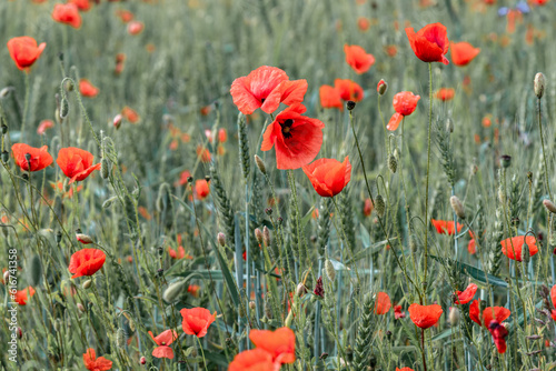 Red poppies growing on the field
