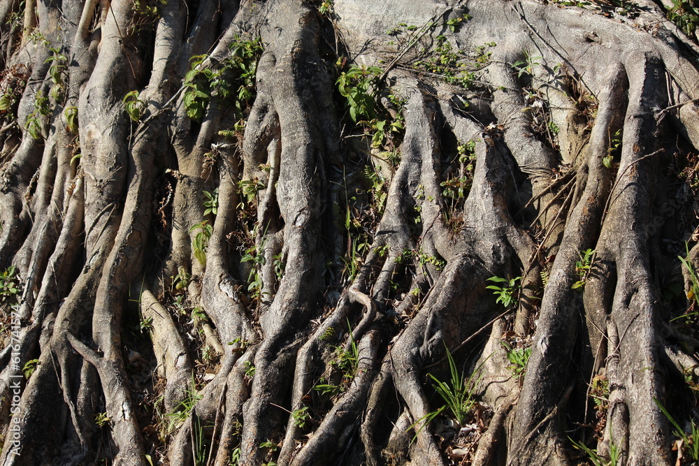 tree roots tree roots