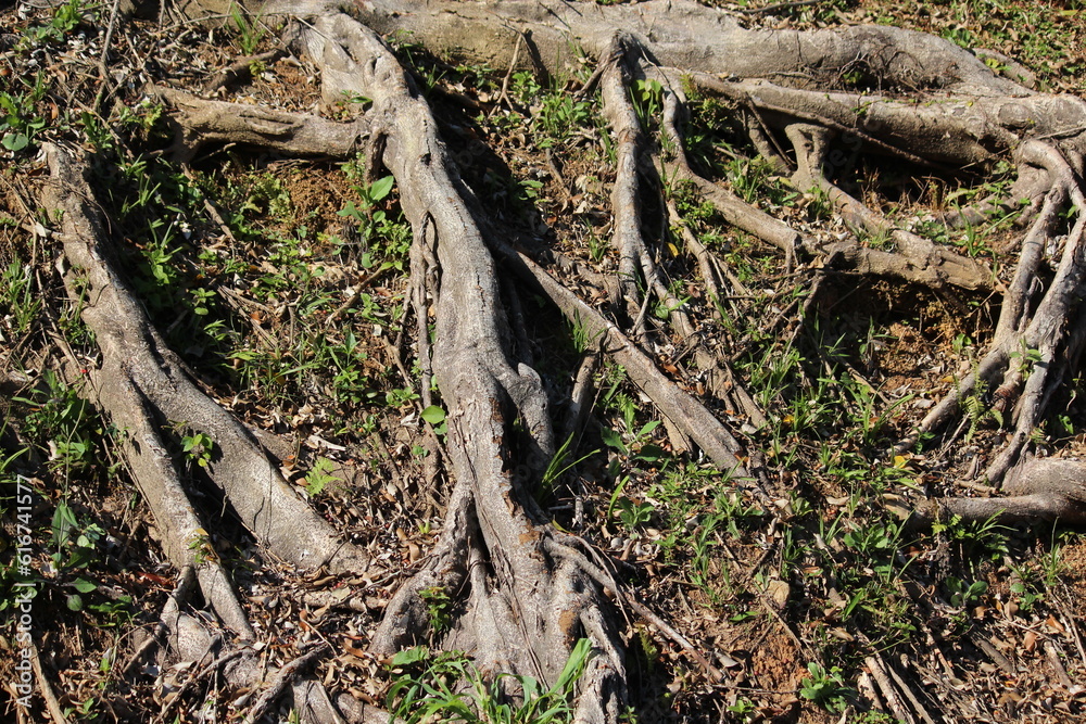 Fototapeta premium tree roots