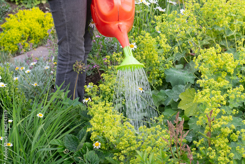 Woman watering alchemilla in garden photo