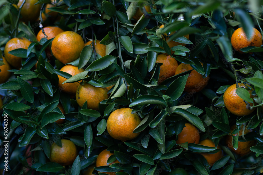 Group of orange on orange tree. Group of orange on orange tree.
