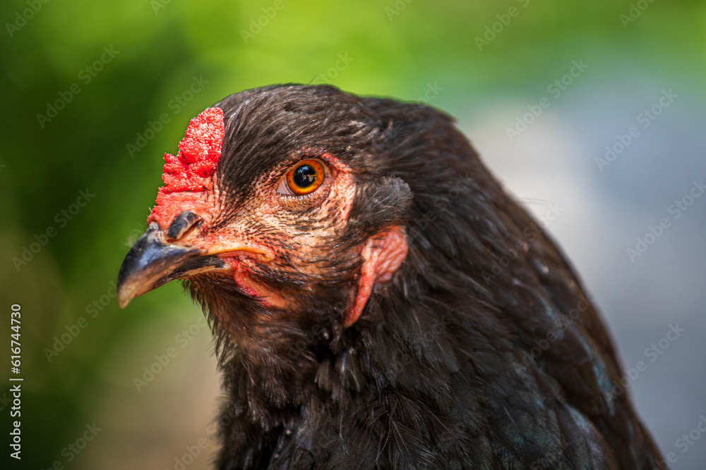 View of Araucana Gallina Mapuches domestic hen on the farm