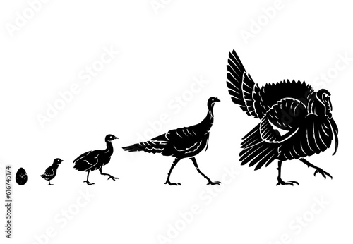 Turkey Growth Stages, Farm Animals Silhouette Set