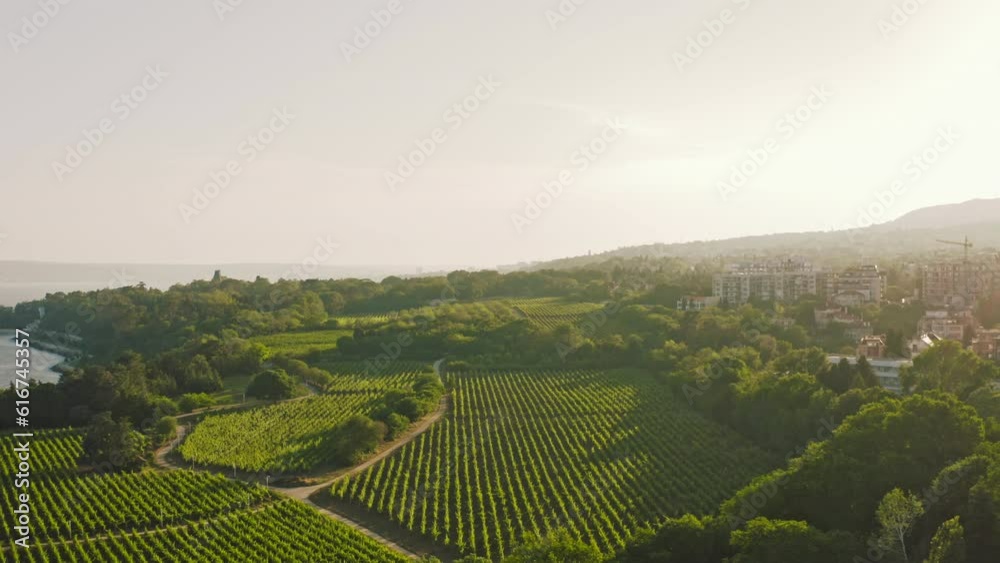 Vineyards, grapes field, vine on plantation on sunset. Wine production. Agricultural field in green even rows. Cinematic Aerial zoom Vineyards, grapes field, vine on plantation on sunset. Wine production. Agricultural field in green even rows. Cinematic Aerial zoom