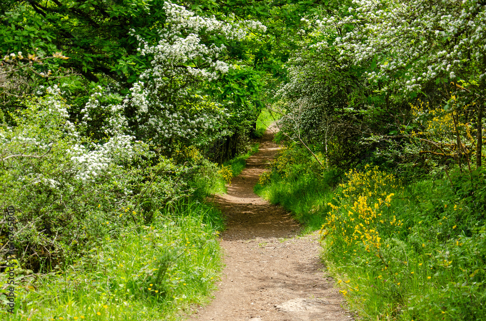 Narrow footpath between lush vegatation near the volcanic lakes of Daun, Germany