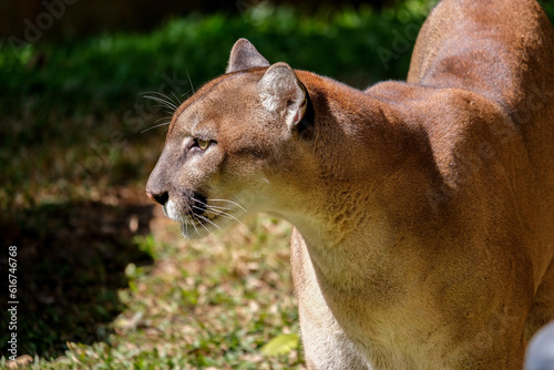 The cougar (Puma concolor), also known as puma, mountain lion, mountain cat, catamount or panther, depending on the region, is a mammal of the family Felidae, native to the America.