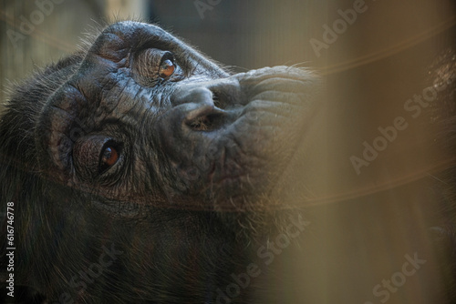 The chimpanzee is the mammal most like a human.