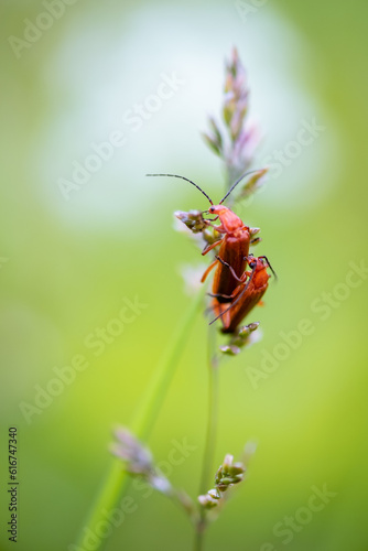 Insects on Flower