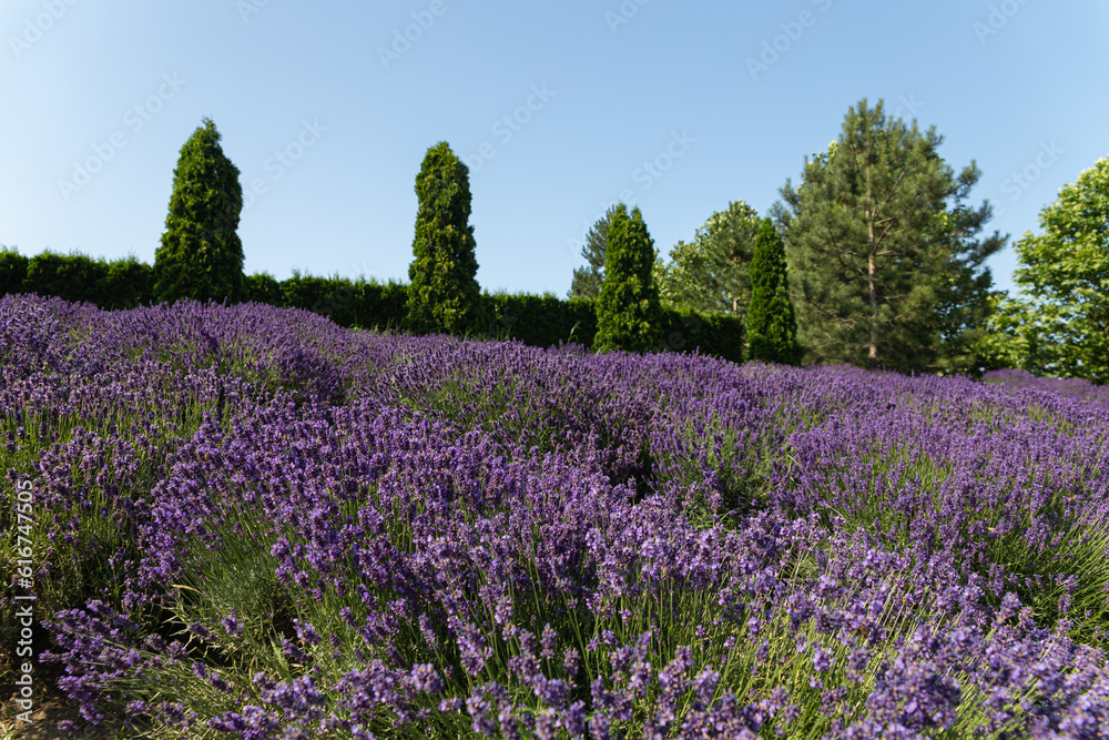 Charming Lefkadia Valley. Park of culture and recreation in the village of Moldovanskoe. Novorossiysk. Russia. 24.06.2023 Charming Lefkadia Valley. Park of culture and recreation in the village of Moldovanskoe. Novorossiysk. Russia. 24.06.2023
