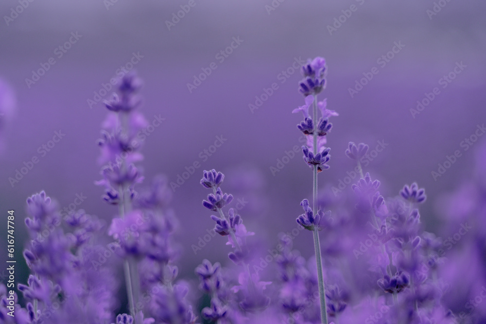 Fototapeta premium Lavender flower background. Violet lavender field sanset close up. Lavender flowers in pastel colors at blur background. Nature background with lavender in the field.