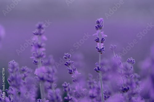 Lavender flower background. Violet lavender field sanset close up. Lavender flowers in pastel colors at blur background. Nature background with lavender in the field. © svetograph