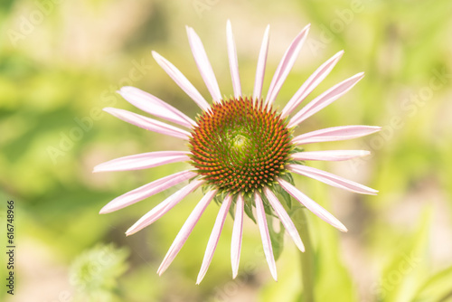 A pink echinacea shows beauty in the steet. photo