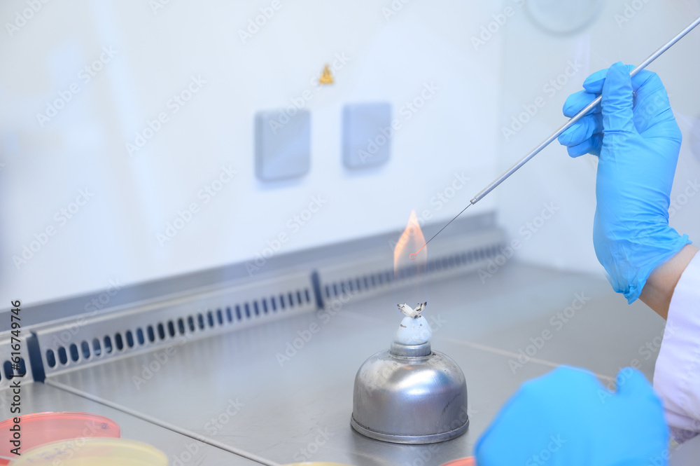 Foto de Microbiological inoculation loop being sterilized in flame of alcohol bunsen burner in