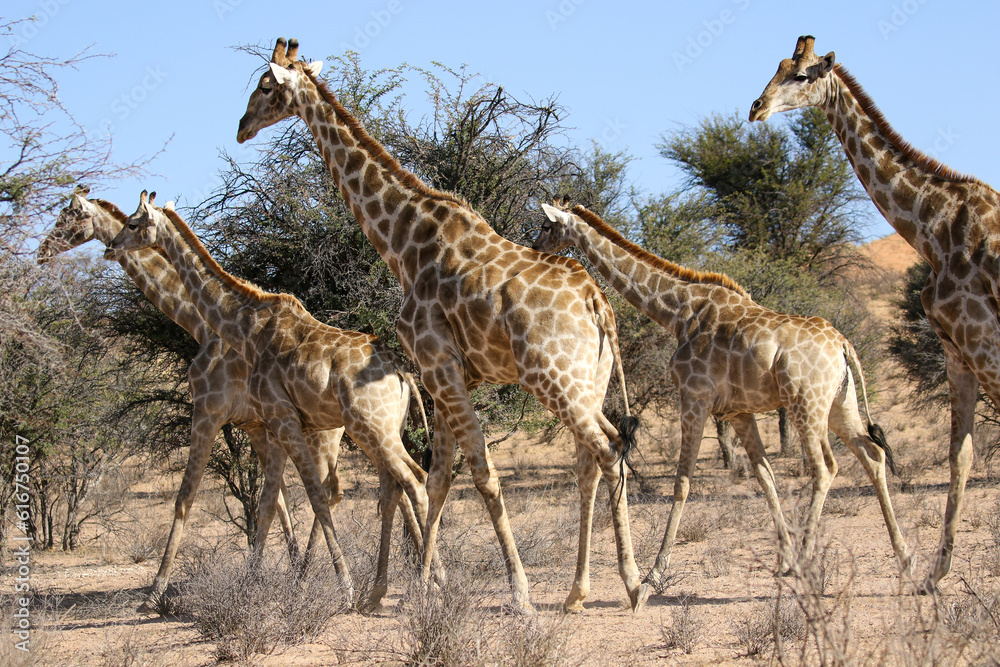 Obraz premium A tower or herd of Giraffe, Kalahari (Kgalagadi)