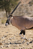 Gemsbok or Oryx in the Kalahari (Kgalagadi)