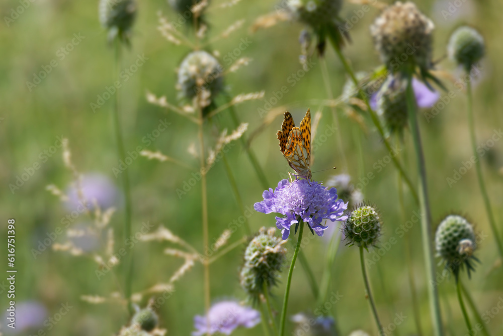 Queen of Spain fritillary (Issoria lathonia) butterfly sitting on a small scabious in Zurich, Switzerland