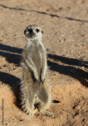 Meerkat standing in the winter morning sun, Kalahari (Kgalagadi) © Kim
