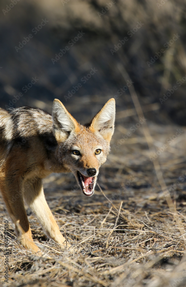 Fototapeta premium Black-backed Jackal eating something, Kalahari (Kgalagadi)