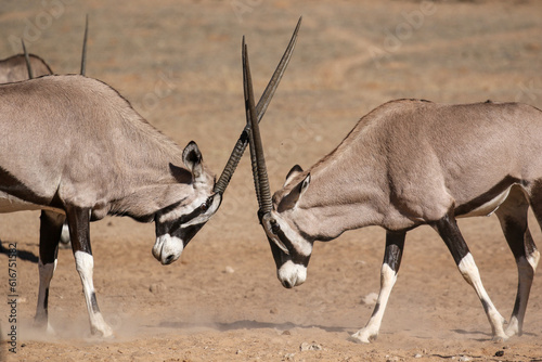 Male Gemsbok or Oryx rutting, Kalahari (Kgalagadi)