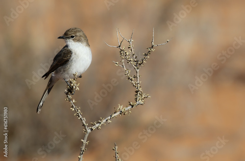 Marico Flycatcher, Kalahari (Kgalagadi)