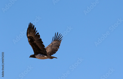Martial Eagle in flight, Kalahari (Kgalagadi)