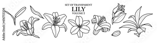 Cute hand drawn isolated black outline of lily on transparent background png file (Volume 1)