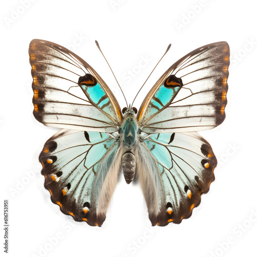 indian, Butterfly, isolated Background, top view © konstantin.bot