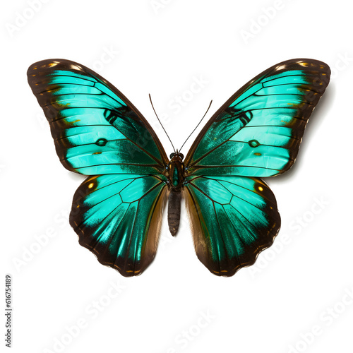malachite, Butterfly, isolated Background, top view