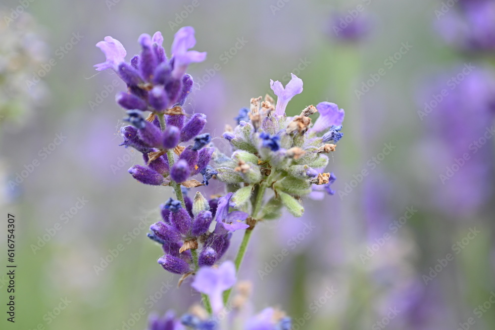 Lavender flower background with beautiful purple colors and bokeh lights. Blooming lavender in a field сlose up. Selective focus. The concept of sustainable development. nature conservation