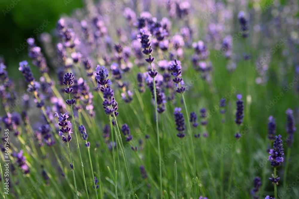 Lavender flower background with beautiful purple colors and bokeh lights. Blooming lavender in a field сlose up. Selective focus. The concept of sustainable development. nature conservation Lavender flower background with beautiful purple colors and bokeh lights. Blooming lavender in a field сlose up. Selective focus. The concept of sustainable development. nature conservation