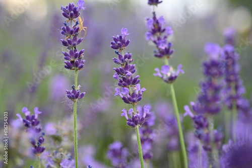 Lavender flower background with beautiful purple colors and bokeh lights. Blooming lavender in a field сlose up. Selective focus. The concept of sustainable development. nature conservation © Анна Климчук