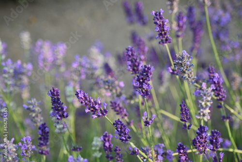 Lavender flower background with beautiful purple colors and bokeh lights. Blooming lavender in a field   lose up. Selective focus. The concept of sustainable development. nature conservation
