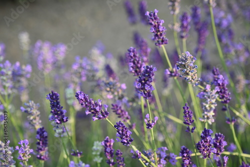 Lavender flower background with beautiful purple colors and bokeh lights. Blooming lavender in a field   lose up. Selective focus. The concept of sustainable development. nature conservation