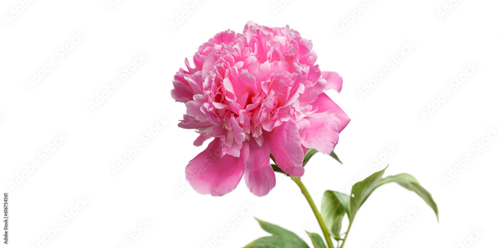beautiful peonies in a vase on a white background beautiful peonies in a vase on a white background