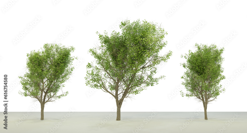 Transparent Olive Tree Model on a Clear Background Transparent Olive Tree Model on a Clear Background