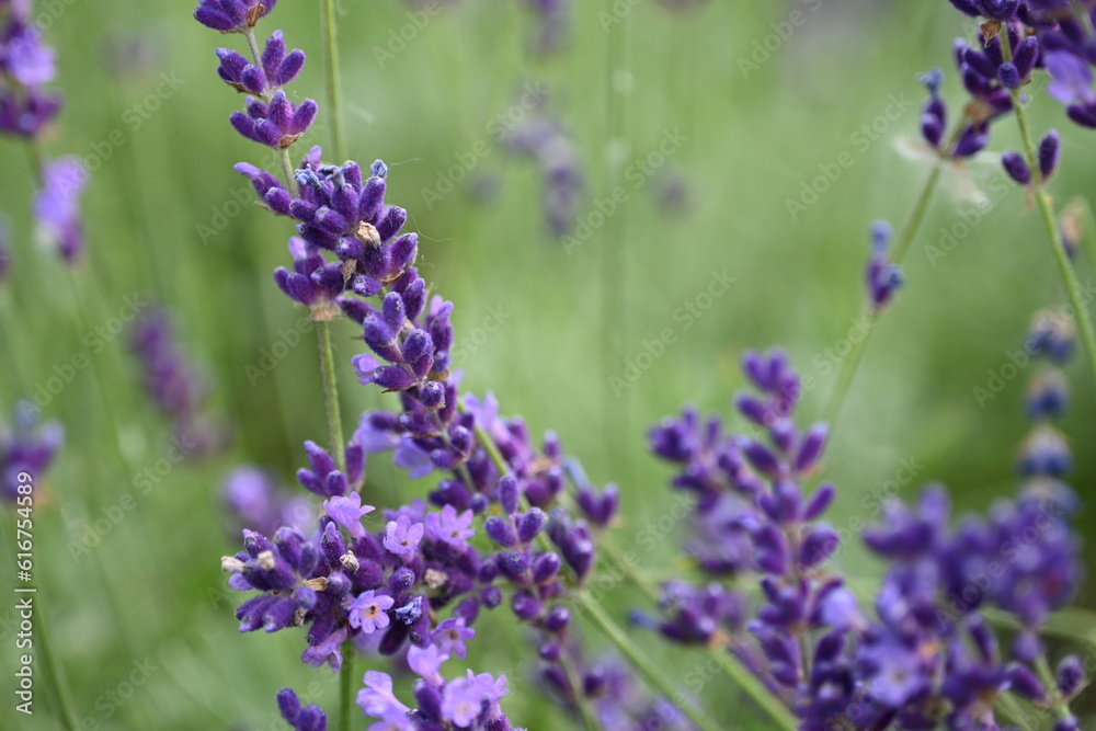 Fototapeta premium Lavender flower background with beautiful purple colors and bokeh lights. Blooming lavender in a field сlose up. Selective focus. The concept of sustainable development. nature conservation