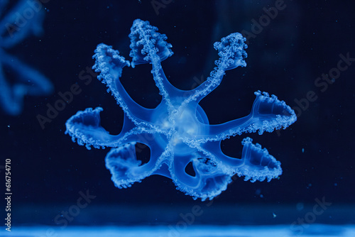 underwater shot of beautiful Marbled Jellyfish   Lychnorhiza Lucerna