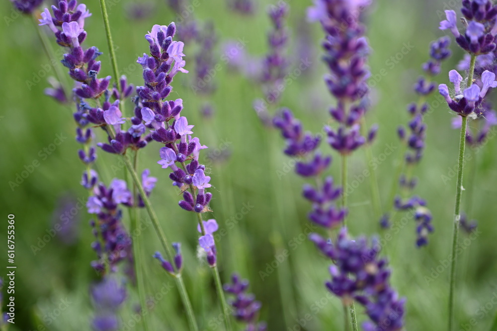 Lavender flower background with beautiful purple colors and bokeh lights. Blooming lavender in a field сlose up. Selective focus. The concept of sustainable development. nature conservation Lavender flower background with beautiful purple colors and bokeh lights. Blooming lavender in a field сlose up. Selective focus. The concept of sustainable development. nature conservation