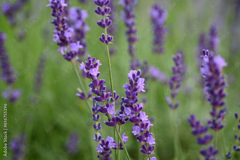 Fototapeta premium Lavender flowers close up, purple lavender field close up, abstract soft floral background. Soft focus. The concept of flowering, spring, summer, holiday. Great image for cards, banners.