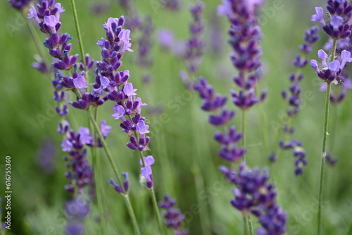 Lavender flower background with beautiful purple colors and bokeh lights. Blooming lavender in a field сlose up. Selective focus. The concept of sustainable development. nature conservation