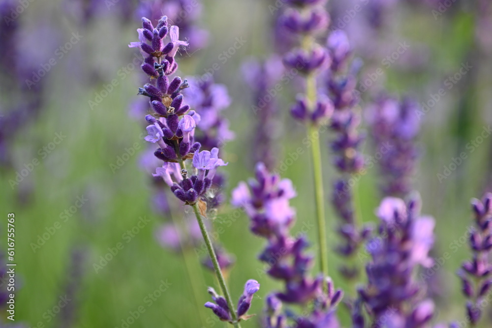 Lavender flowers close up, purple lavender field close up,
abstract soft floral background. Soft focus. The concept of flowering, spring, summer, holiday. Great image for cards, banners. Lavender flowers close up, purple lavender field close up,
abstract soft floral background. Soft focus. The concept of flowering, spring, summer, holiday. Great image for cards, banners.