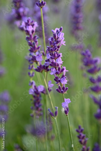 Lavender flowers close up, purple lavender field close up, abstract soft floral background. Soft focus. The concept of flowering, spring, summer, holiday. Great image for cards, banners. © Анна Климчук