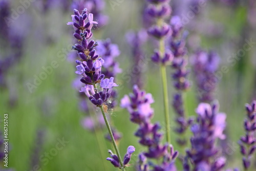 Lavender flowers close up  purple lavender field close up   abstract soft floral background. Soft focus. The concept of flowering  spring  summer  holiday. Great image for cards  banners.