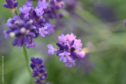 Lavender flowers close up  purple lavender field close up   abstract soft floral background. Soft focus. The concept of flowering  spring  summer  holiday. Great image for cards  banners.