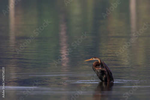 Stock images of Oriental darter photo