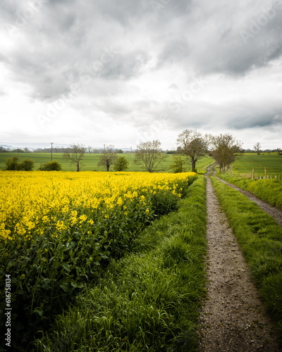 Rapeseed field in spring